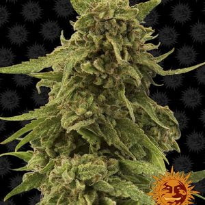 CBD-Critical-cure-1