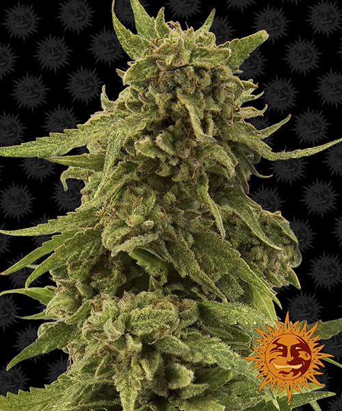 CBD-Critical-cure-1