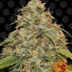 CBD-Lemon-Potion-Auto