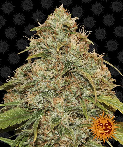 CBD-Lemon-Potion-Auto