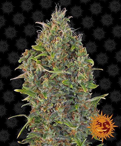 Critical-Kush-Auto