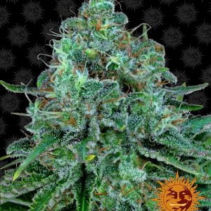 Critical-kush