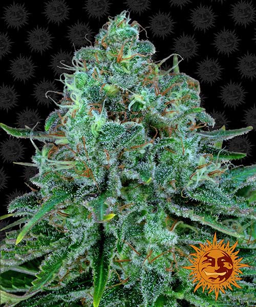 Critical-kush