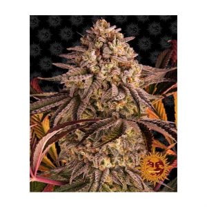 barney-s-farm-blue-sunset-sherbert