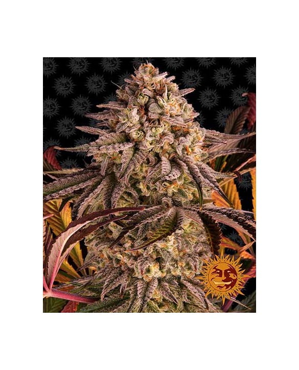 barney-s-farm-blue-sunset-sherbert