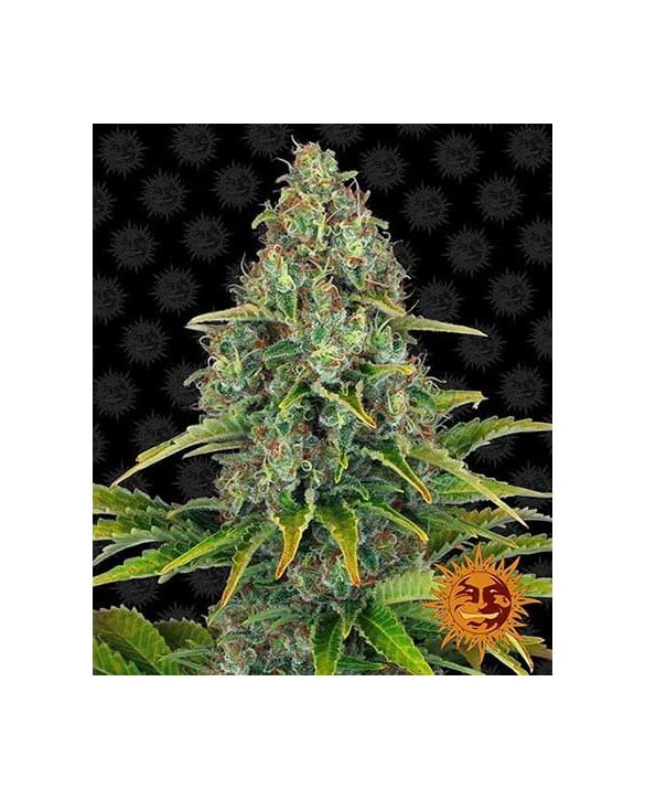barney-s-farm-blueberry-cheese-auto