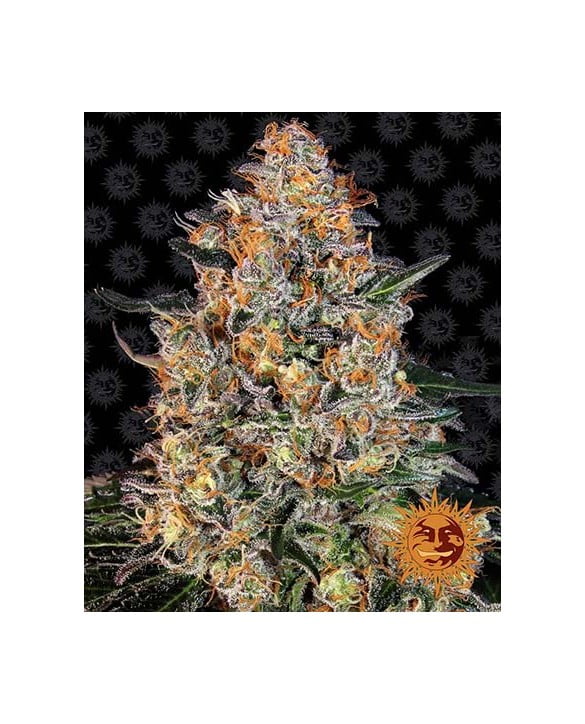 barney-s-farm-bubba-kush