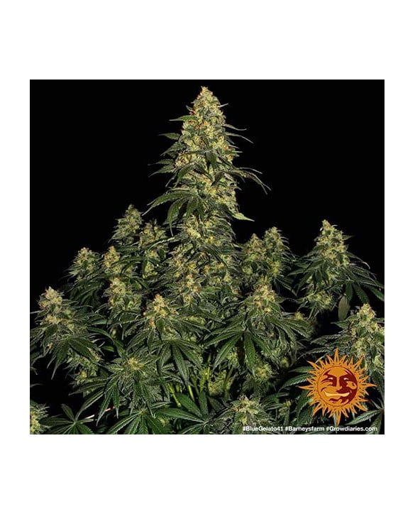 barneys-farm-blue-gelato-41-1 barneys-farm-blue-gelato-41-1