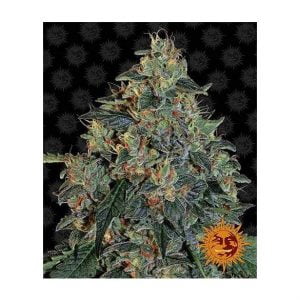 barneys-farm-blueberry-og barneys-farm-blueberry-og