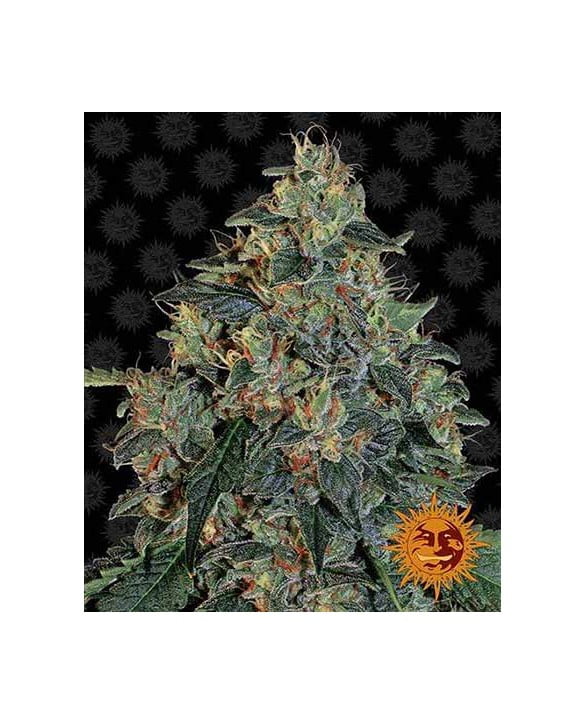 barneys-farm-blueberry-og barneys-farm-blueberry-og
