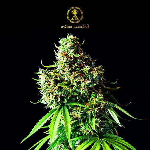 Anaconda-BIG-BUBBLE-FEM