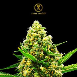 Anaconda-HYPNOTIC-auto