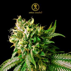 Anaconda-STRONG-SKUNK-FEM Anaconda-STRONG-SKUNK-FEM
