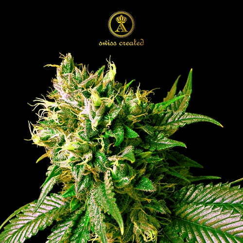 Anaconda-STRONG-SKUNK-FEM Anaconda-STRONG-SKUNK-FEM