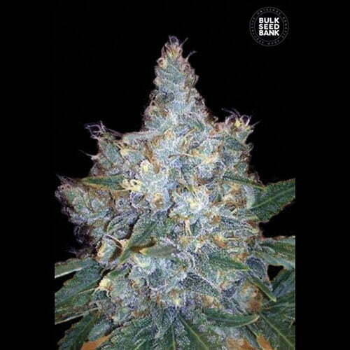 Auto-blueberry-berry