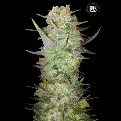 Auto-dubai-poison Auto-dubai-poison