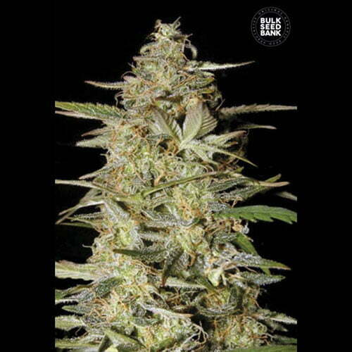 Auto-hindu-kush Auto-hindu-kush
