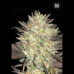 Auto-lavender-best