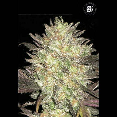 Auto-lavender-best