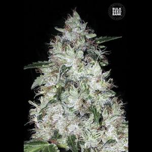 Auto-og-kush Auto-og-kush