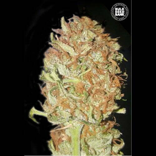 Auto-psychedelic Auto-psychedelic