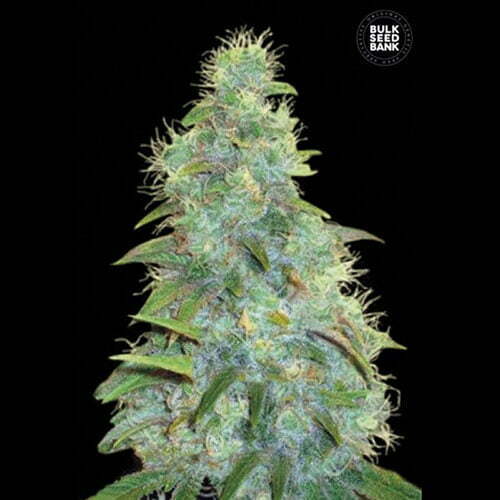 Auto-sweet-tooth