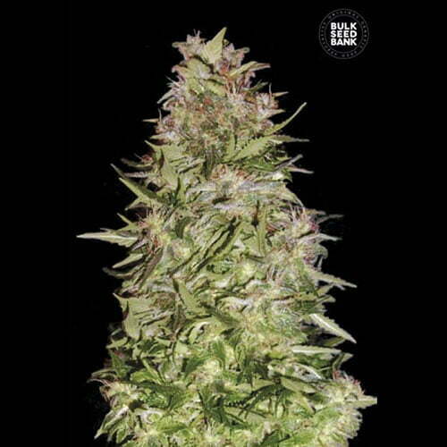 Auto-white-prussian