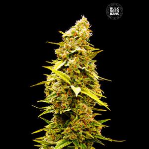 BANANA_MONKEY BANANA_MONKEY