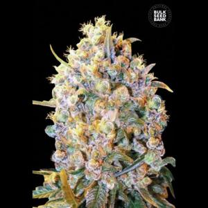 Bigger-Bud