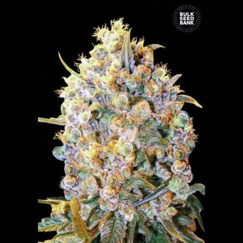 Bigger-Bud