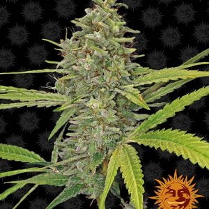 G13-haze