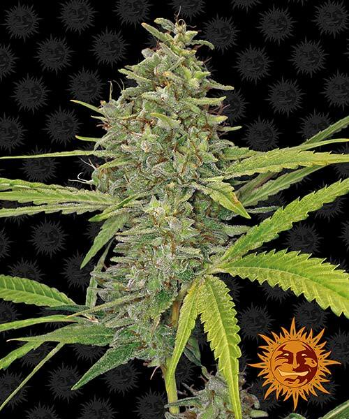 G13-haze
