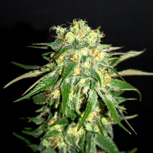 amnesi-k-lemon