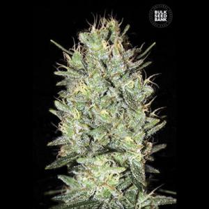 amnesia-haze amnesia-haze
