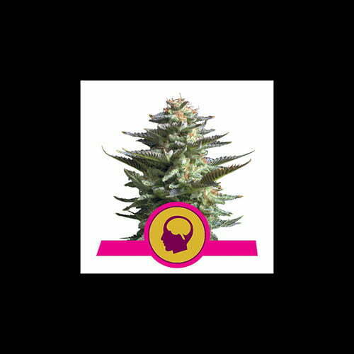 amnesia-haze-Copy amnesia-haze-Copy