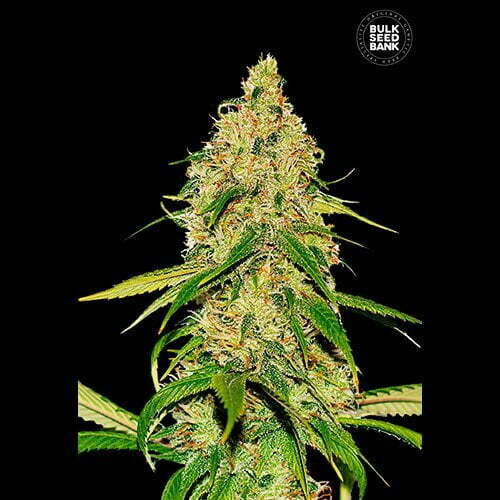 auto-CBD-WHITE-WIDOW auto-CBD-WHITE-WIDOW