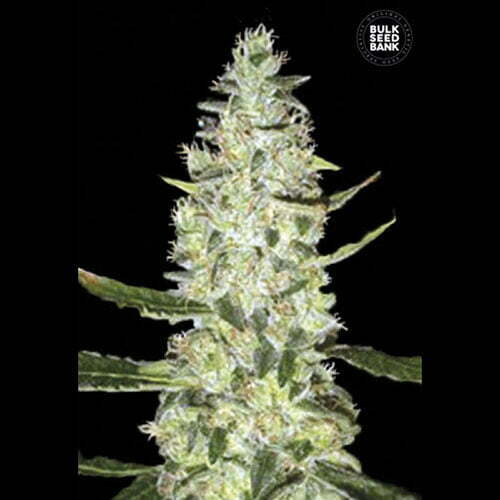 auto-special-skunk