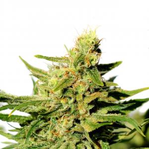 bcn-diesel-cbd