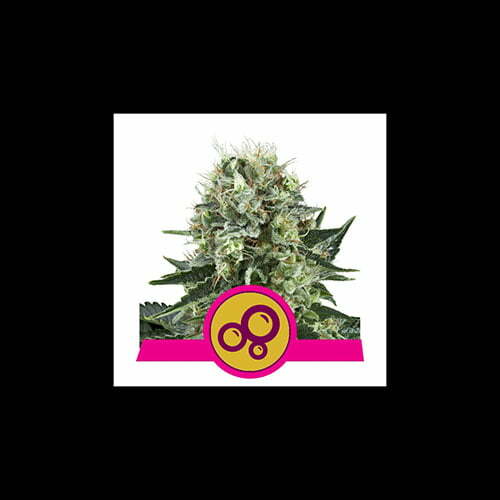 bubble-kush bubble-kush