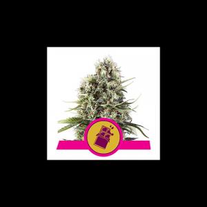 chocolate-haze