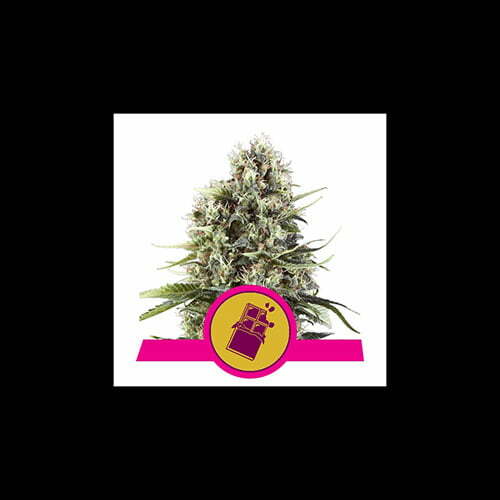 chocolate-haze