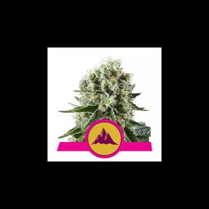 critical-kush critical-kush