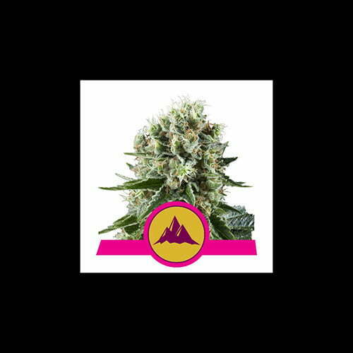 critical-kush critical-kush