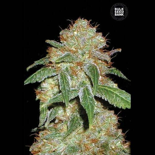 dark-domina dark-domina