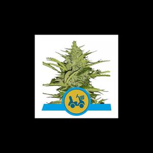 fast-eddy-automatic-cbd
