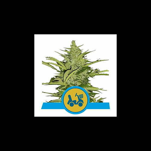 fast-eddy-automatic-cbd