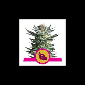 fruit-spirit