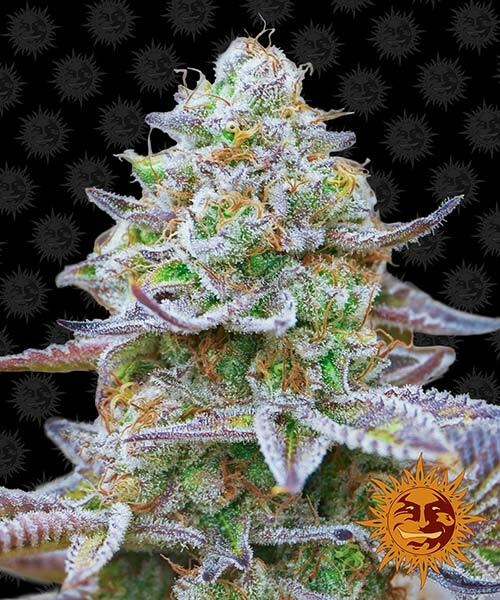 gorilla-zkittlez