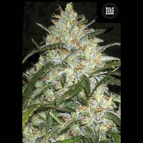 grapefruit grapefruit