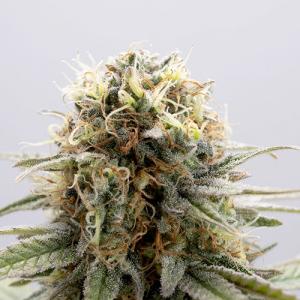 gsc gsc